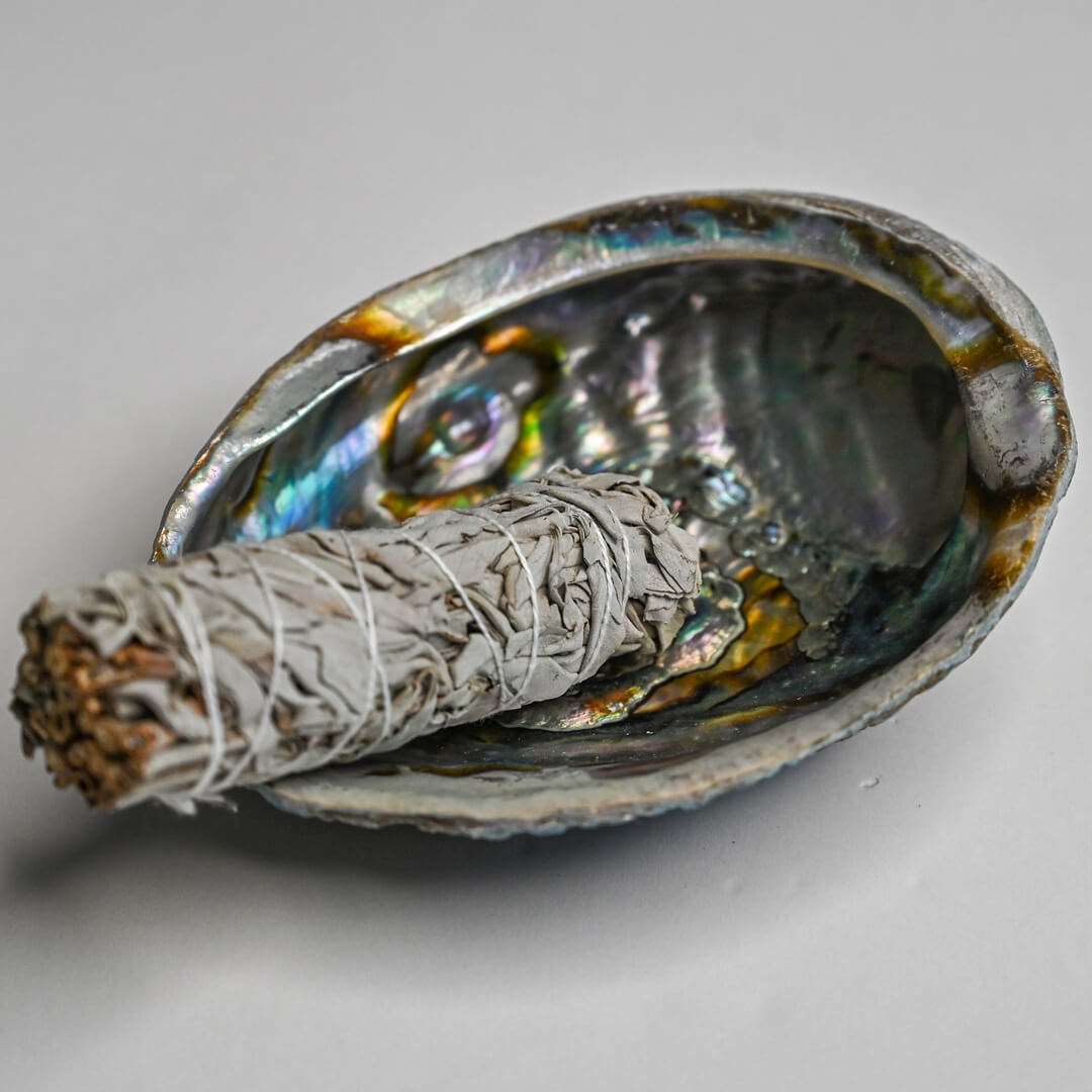 White Sage smudge stick in Abalone Shell 