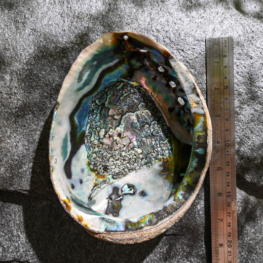 6-7 inches big Abalone Shell