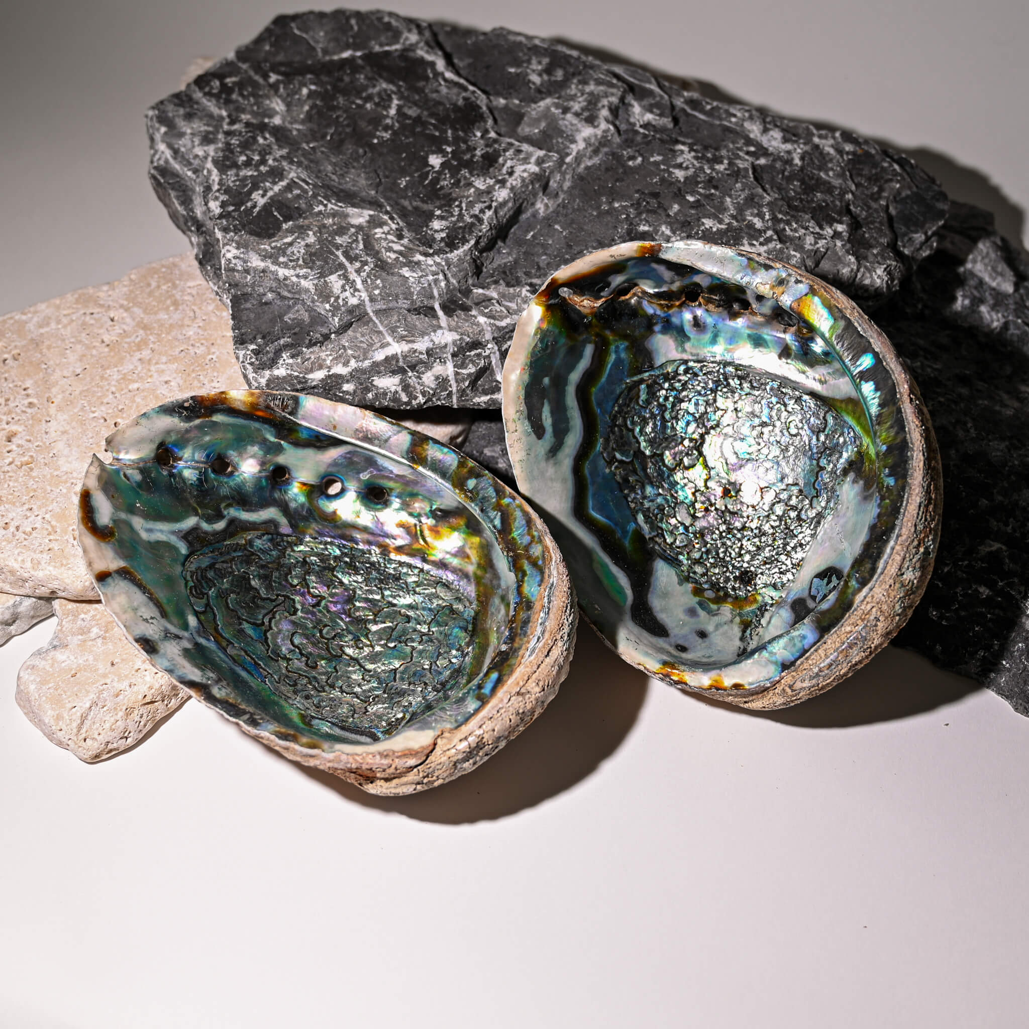 2 Abalone Shells