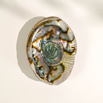 Natural Abalone Shell on table 